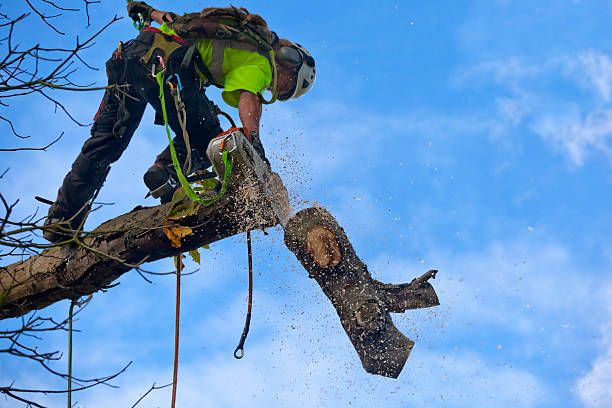 How Our Tree Care Process Works  in  Boiling Spring Lakes, NC